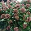 Skimmia Japonica Pink Dwarf 1 Skimmia Japonica Pink Dwarf -Promesse Fleurs Boutique Skimmia japonica Pink Dwarf 100857 1