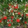 Skimmia Reevesiana -Promesse Fleurs Boutique Skimmia reevesiana 781805 1