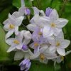 Solanum Jasminoides Bleu - Morelle Faux-jasmin 2 Solanum Jasminoides Bleu - Morelle Faux-jasmin -Promesse Fleurs Boutique Solanum jasminoides Bleu 83508 1