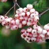 Sorbier - Sorbus Arnoldiana Pink Veil -Promesse Fleurs Boutique Sorbier Sorbus Pink Veil IF 17946 1