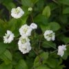 Spiraea Prunifolia Plena - Spirée Blanche -Promesse Fleurs Boutique Spiraea prunifolia Plena 86225 1