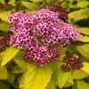 Spirée Japonaise - Spiraea Japonica Double Play Big Bang -Promesse Fleurs Boutique Spiree japonaise spiraea japonica double play big bang copyright 1008611 1