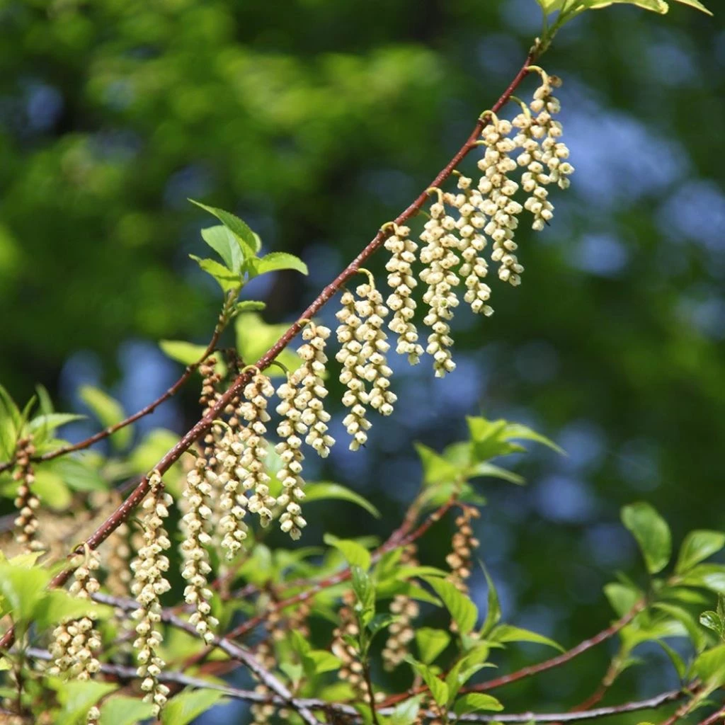 Stachyurus Praecox 3 Stachyurus Praecox