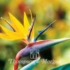 Graines D’Oiseau De Paradis Jaune - Strelitzia Reginae Mandela’s Gold -Promesse Fleurs Boutique Strelitzia Mandelas Gold 1375 1