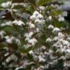 Styrax Japonica Evening Light - Styrax Japonais -Promesse Fleurs Boutique Styrax japonica Evening Light 84336 1