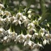 Styrax Japonica Fargesii - Styrax Japonais -Promesse Fleurs Boutique Styrax japonica Fargesii copyright 16700 1