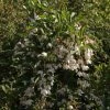 Styrax Japonica Fragrant Fountain -Promesse Fleurs Boutique Styrax japonica Fragrant Fountain IF 1008662 1
