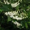 Styrax Obassia - Styrax à Grandes Feuilles -Promesse Fleurs Boutique Styrax obassia 781754 1