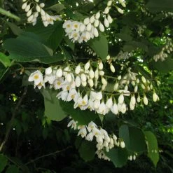 Styrax Obassia - Styrax à Grandes Feuilles