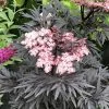 Sureau Noir - Sambucus Nigra Straight Laced 2 Sureau Noir - Sambucus Nigra Straight Laced -Promesse Fleurs Boutique Sureau noir Sambucus nigra Straight Laced IF 17945 1