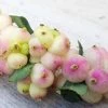 Symphorine - Symphoricarpos Orbiculatus Symphony Rave -Promesse Fleurs Boutique Symphorine Symphoricarpos orbiculatus Symphony Rave IF 19045 1