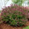 Lilas Bloomerang Dark Purple - Syringa Nain Hybride Remontant 2 Lilas Bloomerang Dark Purple - Syringa Nain Hybride Remontant -Promesse Fleurs Boutique Syringa Bloomerang Dark Purple 82735 1