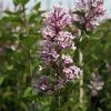 Lilas De Chine - Syringa Josée -Promesse Fleurs Boutique Syringa Josee 84341 1