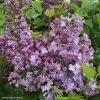 Lilas à Fleurs De Jacinthe - Syringa Hyacinthiflora Maiden's Blush 1 Lilas à Fleurs De Jacinthe - Syringa Hyacinthiflora Maiden's Blush -Promesse Fleurs Boutique Syringa x hyacinthiflora Maiden s Blush 82808 1