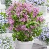 Lilas Nain - Syringa Meyeri Flowerfesta Pink 1 Lilas Nain - Syringa Meyeri Flowerfesta Pink -Promesse Fleurs Boutique Syringa meyeri Flowerfesta Pink 100871 1