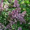Lilas - Syringa Meyeri Palibin -Promesse Fleurs Boutique Syringa meyeri Palibin 84343 1