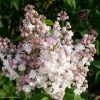 Lilas - Syringa Vulgaris Belle De Moscou 1 Lilas - Syringa Vulgaris Belle De Moscou -Promesse Fleurs Boutique Syringa vulgaris Belle de Moscou 82803 1
