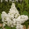 Lilas - Syringa Vulgaris Dentelle D'Anjou 1 Lilas - Syringa Vulgaris Dentelle D'Anjou -Promesse Fleurs Boutique Syringa vulgaris Dentelle d Anjou 82804 1