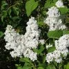 Lilas - Syringa Vulgaris Jeanne D'Arc -Promesse Fleurs Boutique Syringa vulgaris Jeanne d Arc 89450 1