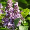 Lilas - Syringa Vulgaris Michel Buchner 2 Lilas - Syringa Vulgaris Michel Buchner -Promesse Fleurs Boutique Syringa vulgaris Michel Buchner 88625 1