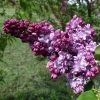 Lilas Commun - Syringa Vulgaris Paul Thirion -Promesse Fleurs Boutique Syringa vulgaris Paul Thirion copyright 1002221 1