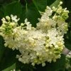 Lilas - Syringa Vulgaris Primrose 2 Lilas - Syringa Vulgaris Primrose -Promesse Fleurs Boutique Syringa vulgaris Primrose 82805 1