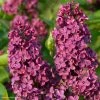 Lilas - Syringa Vulgaris Souvenir De Louis Spaeth -Promesse Fleurs Boutique Syringa vulgaris Souvenir de Louis Spaeth 82807 1