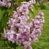 Lilas - Syringa Vulgaris Zhemchuzhina -Promesse Fleurs Boutique Syringa vulgaris Zhemchuzhina 82806 1
