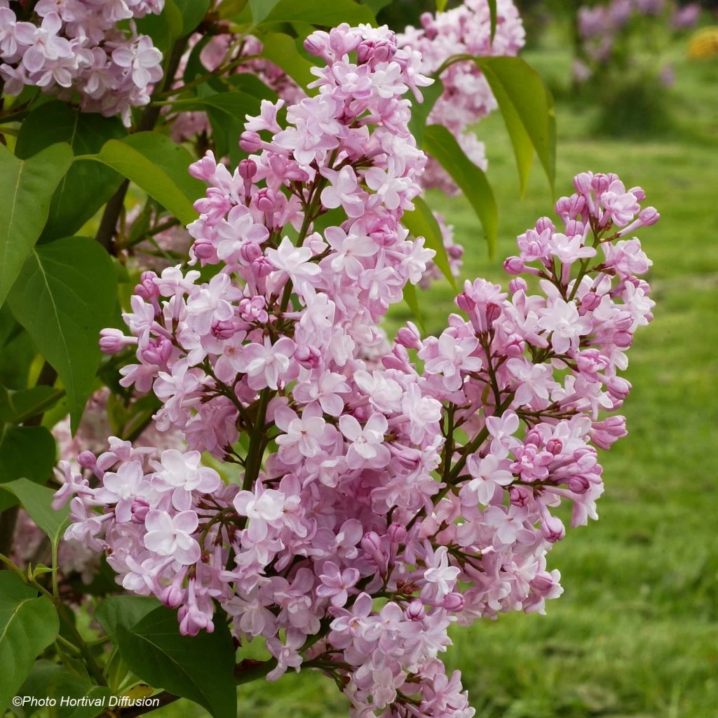 Lilas - Syringa Vulgaris Zhemchuzhina 3 Lilas - Syringa Vulgaris Zhemchuzhina