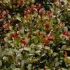 Syzygium Australe Big Red -Promesse Fleurs Boutique Syzygium australe Big Red 85049 1