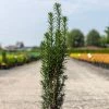 If Commun - Taxus Baccata Fastigiata Black Tower -Promesse Fleurs Boutique Taxus baccata Black Tower IF 1008762 1
