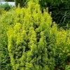 Taxus Baccata David - If Colonnaire Panaché -Promesse Fleurs Boutique Taxus baccata David 88434 1