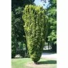 Taxus Baccata Fastigiata Aurea - If Commun Doré 2 Taxus Baccata Fastigiata Aurea - If Commun Doré -Promesse Fleurs Boutique Taxus baccata Fastigiata Aurea 87351 1