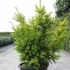 Taxus Baccata Semperaurea - If Commun Doré. -Promesse Fleurs Boutique Taxus baccata Semperaurea 84352 1