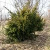 Taxus Media Densiformis - If Hybride -Promesse Fleurs Boutique Taxus media Densiformis 84353 1