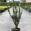 Taxus Media Hillii - If Hybride -Promesse Fleurs Boutique Taxus media Hillii 87355 1
