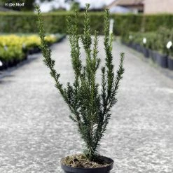 Taxus Media Hillii - If Hybride
