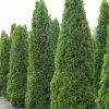 Thuja Occidentalis Totem Smaragd - Thuya Du Canada -Promesse Fleurs Boutique Thuja occidentalis Totem Smaragd 15214 1