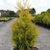 Thuya Du Canada - Thuja Occidentalis Yellow Ribbon. -Promesse Fleurs Boutique Thuja occidentalis Yellow Ribbon 84360 1