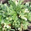 Thuja Orientalis Fleck - Thuya De Chine Ou Thuya D'Orient -Promesse Fleurs Boutique Thuja orientalis Fleck Thuya de Chine ou Thuya d Orient LD 1008862 1