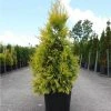 Thuya Géant - Thuja Plicata 4 Ever Goldy -Promesse Fleurs Boutique Thuja plicata 4 EVER GOLDY 84363 1