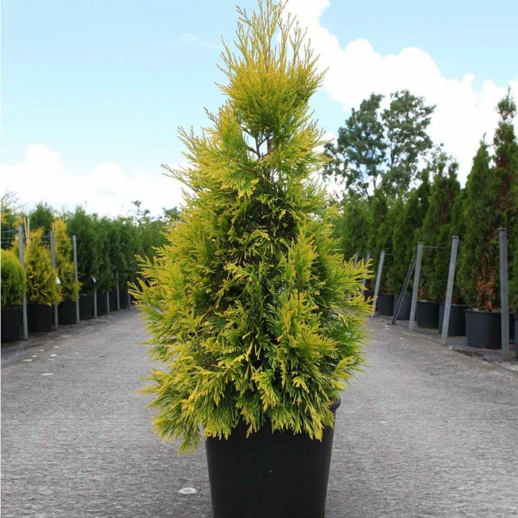 Thuya Géant - Thuja Plicata 4 Ever Goldy 3 Thuya Géant - Thuja Plicata 4 Ever Goldy