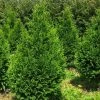 Thuja Plicata Can-Can - Thuya Compact -Promesse Fleurs Boutique Thuja plicata Can Can V 1002292 1