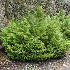 Thujopsis Dolobrata Nana