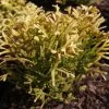 Thuya Du Japon - Thujopsis Dolobrata Solar Flare -Promesse Fleurs Boutique Thujopsis dolobrata SOLAR FLARE 84364 1