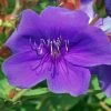 Tibouchina Groovy Baby - Tibouchina Nain -Promesse Fleurs Boutique Tibouchina Groovy baby 83472 1