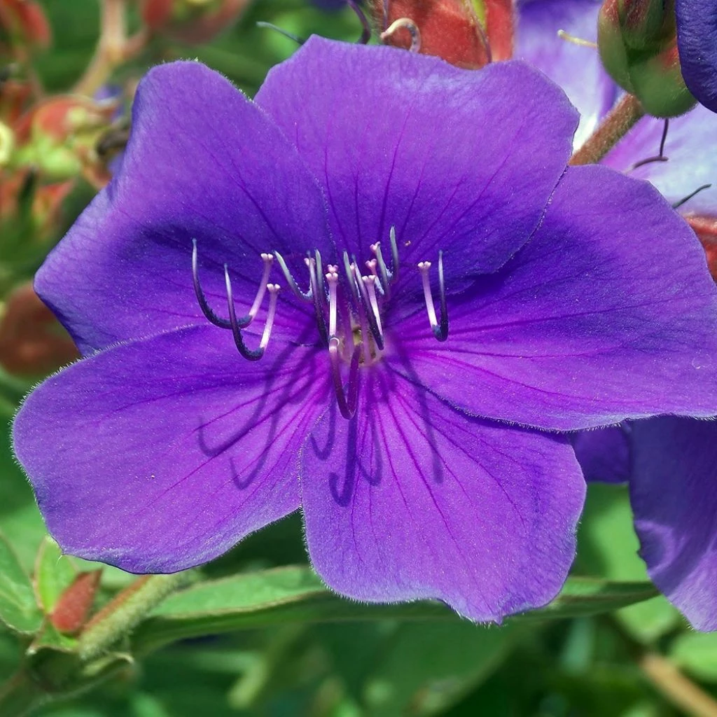 Tibouchina Groovy Baby - Tibouchina Nain 3 Tibouchina Groovy Baby - Tibouchina Nain