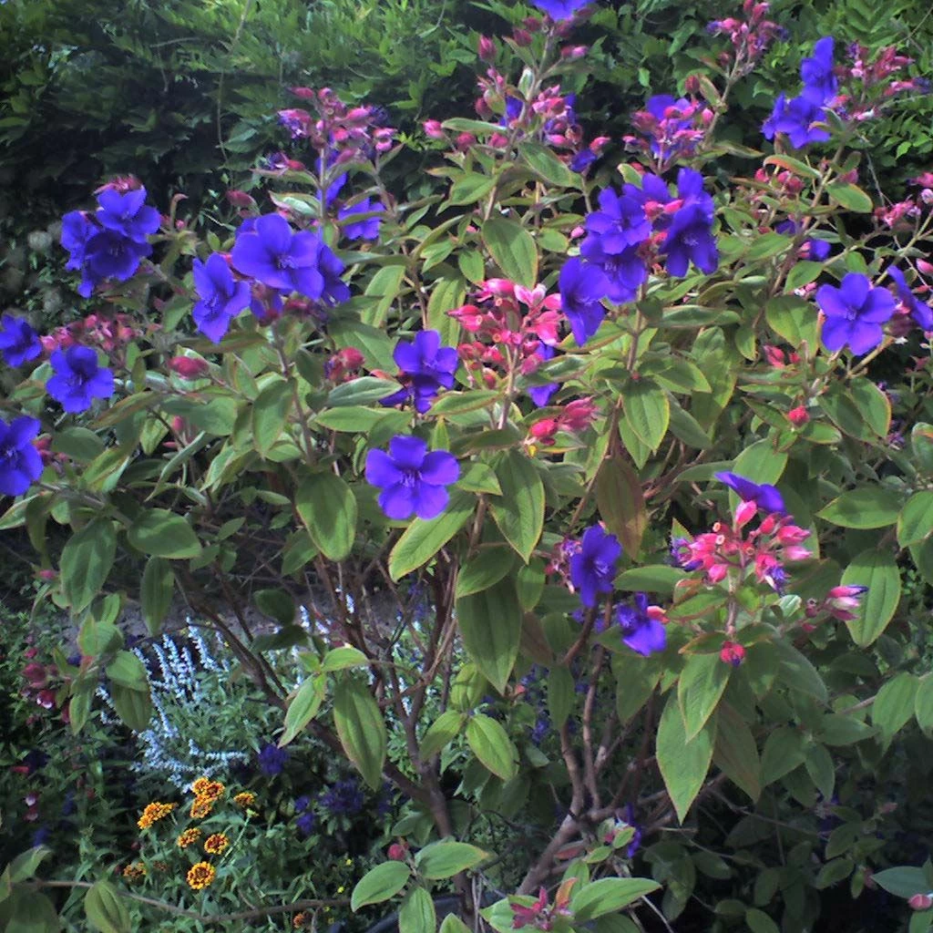 Tibouchina Urvilleana - Tibouchine D'Urville. 3 Tibouchina Urvilleana - Tibouchine D'Urville.