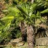 Palmier De Chine - Trachycarpus Fortunei -Promesse Fleurs Boutique Trachycarpus fortunei copyright 95262 1