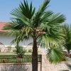 Trachycarpus Latisectus - Palmier Windamere -Promesse Fleurs Boutique Trachycarpus latisectus 89964 1